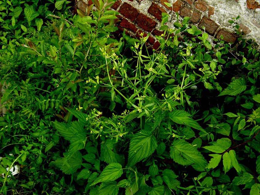 Ranunculus sceleratus