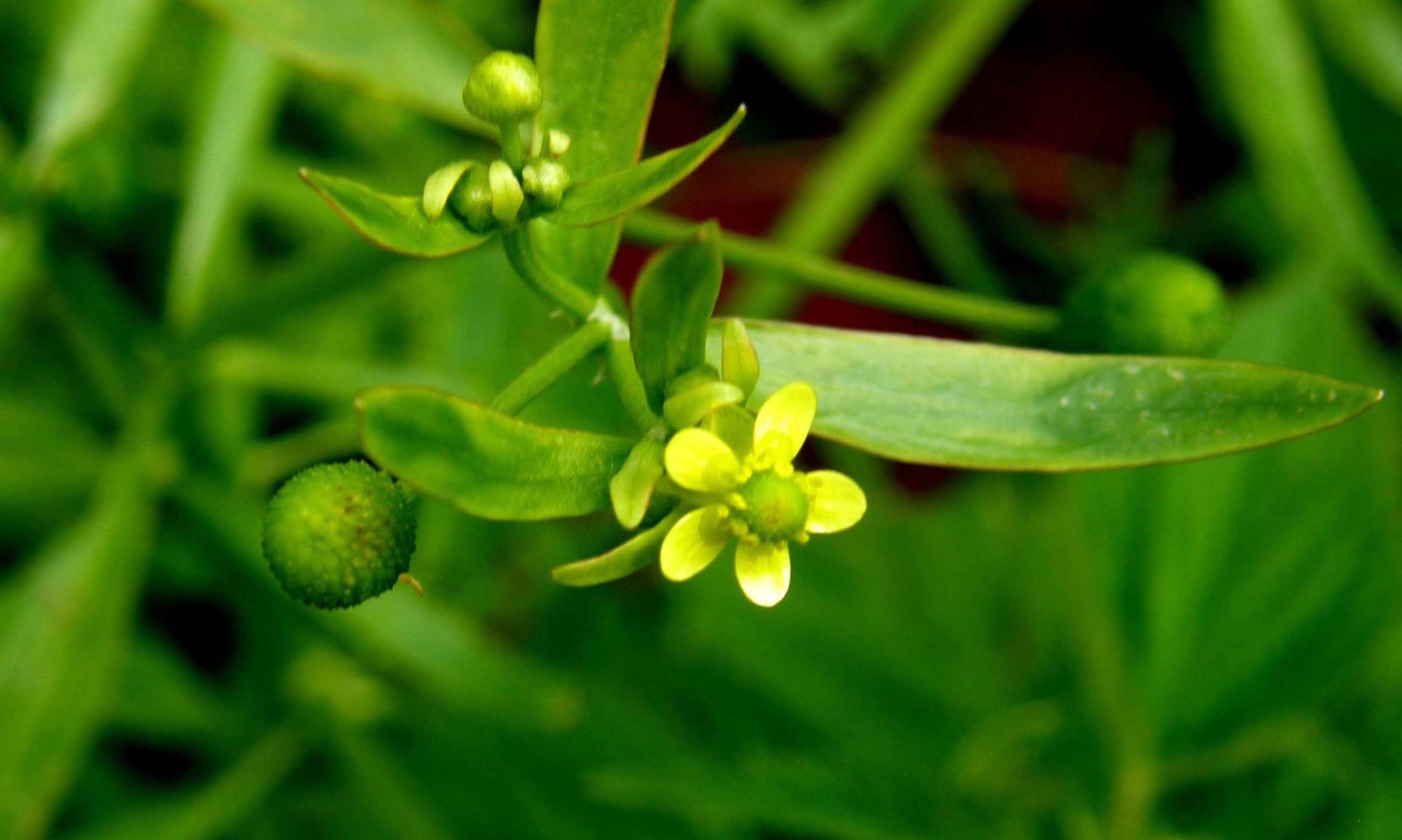 Ranunculus sceleratus