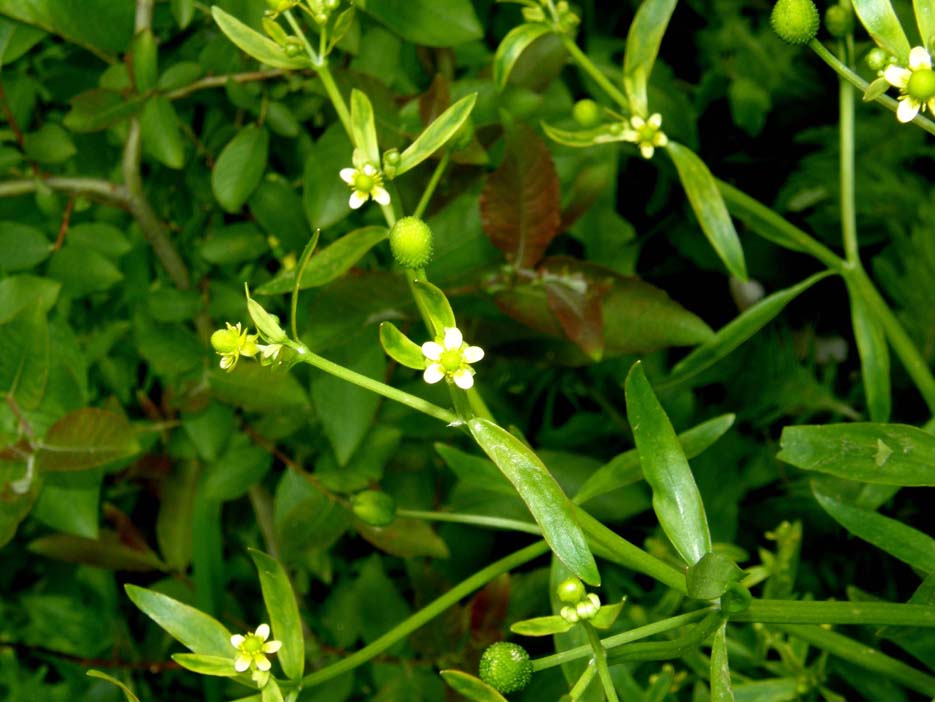 Ranunculus sceleratus