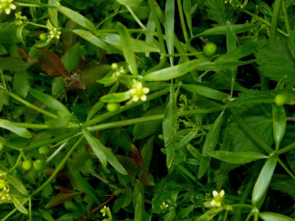 Ranunculus sceleratus