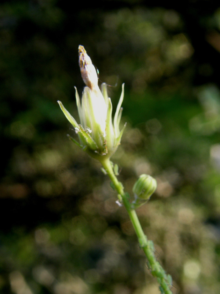 Sonchus oleraceus / Grespino comune