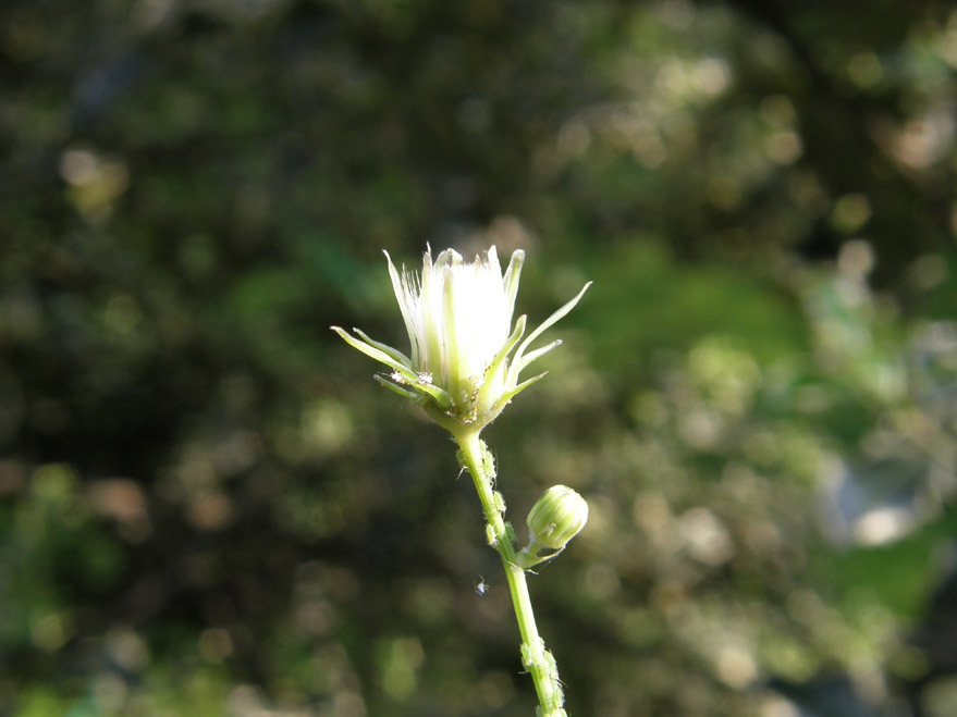 Sonchus oleraceus / Grespino comune