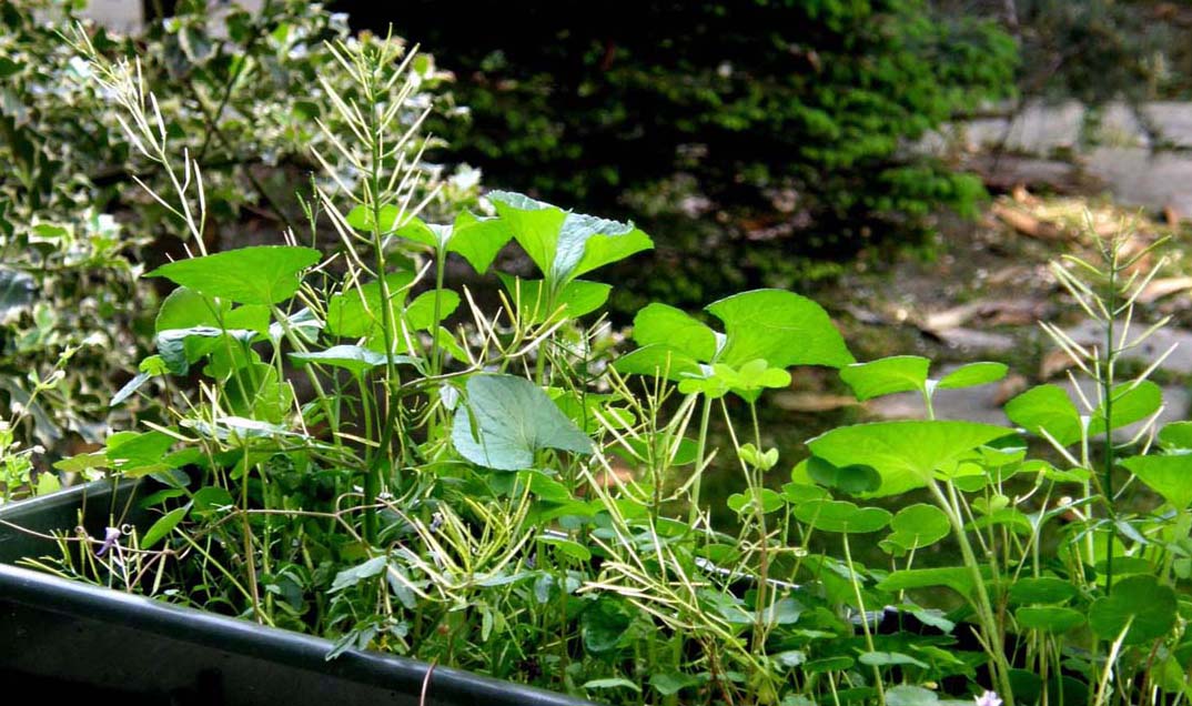 Cardamine hirsuta