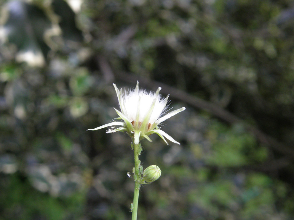 Sonchus oleraceus / Grespino comune