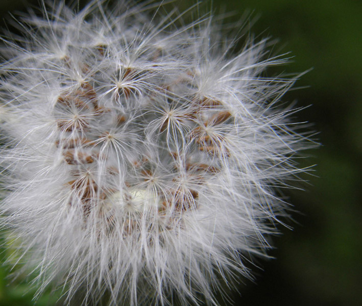 Sonchus oleraceus / Grespino comune