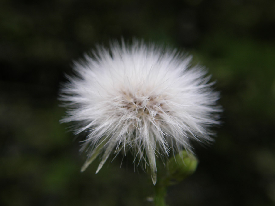 Sonchus oleraceus / Grespino comune