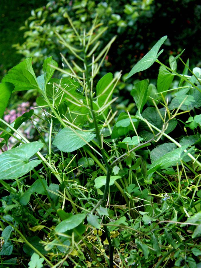 Cardamine hirsuta