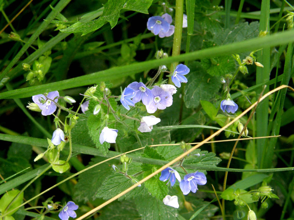 Veronica chamaedrys