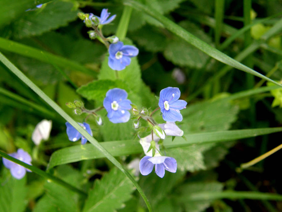 Veronica chamaedrys