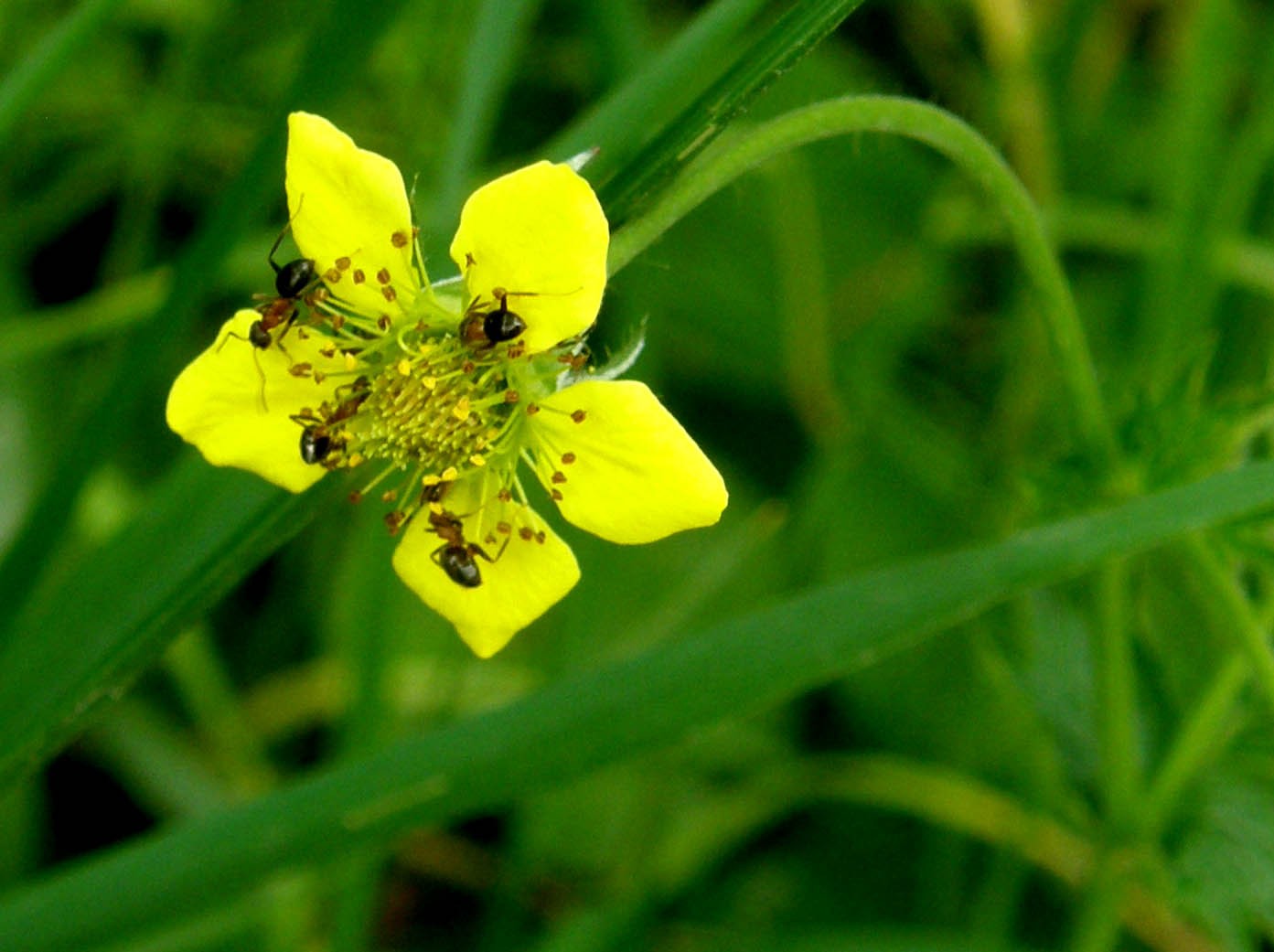 Geum urbanum / Cariofillata comune