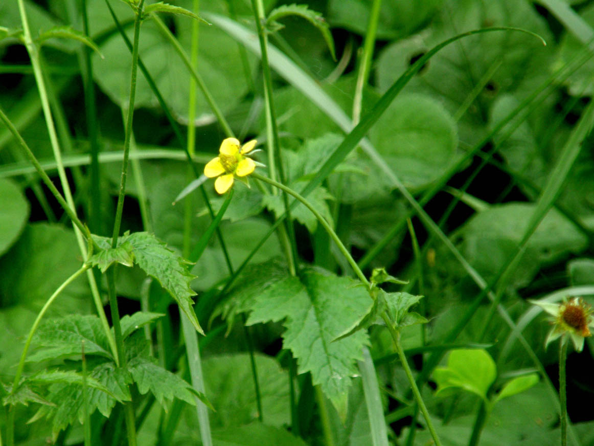 Geum urbanum / Cariofillata comune