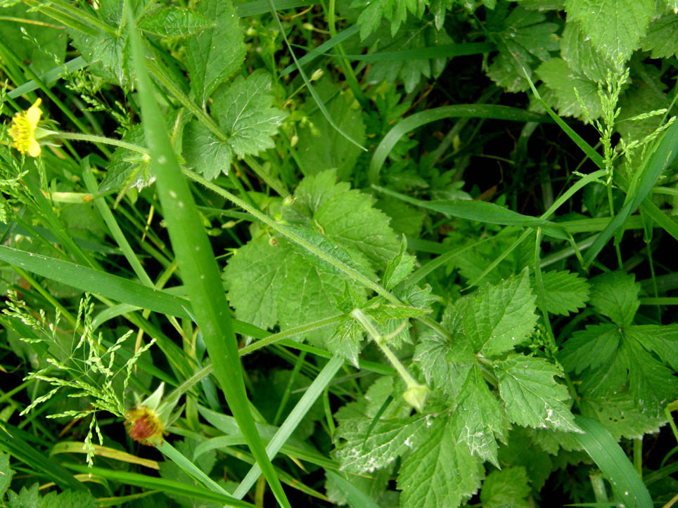 Geum urbanum / Cariofillata comune