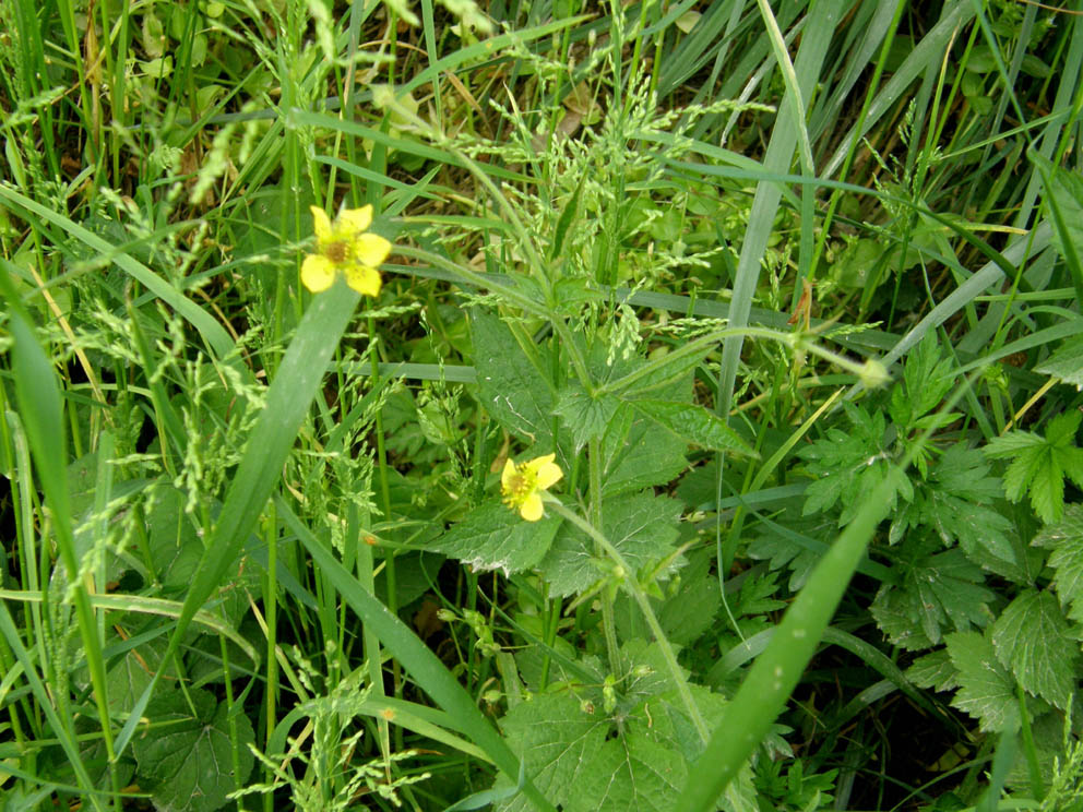 Geum urbanum / Cariofillata comune