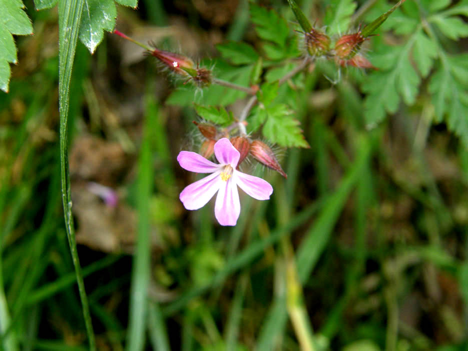 Geranium robertianum