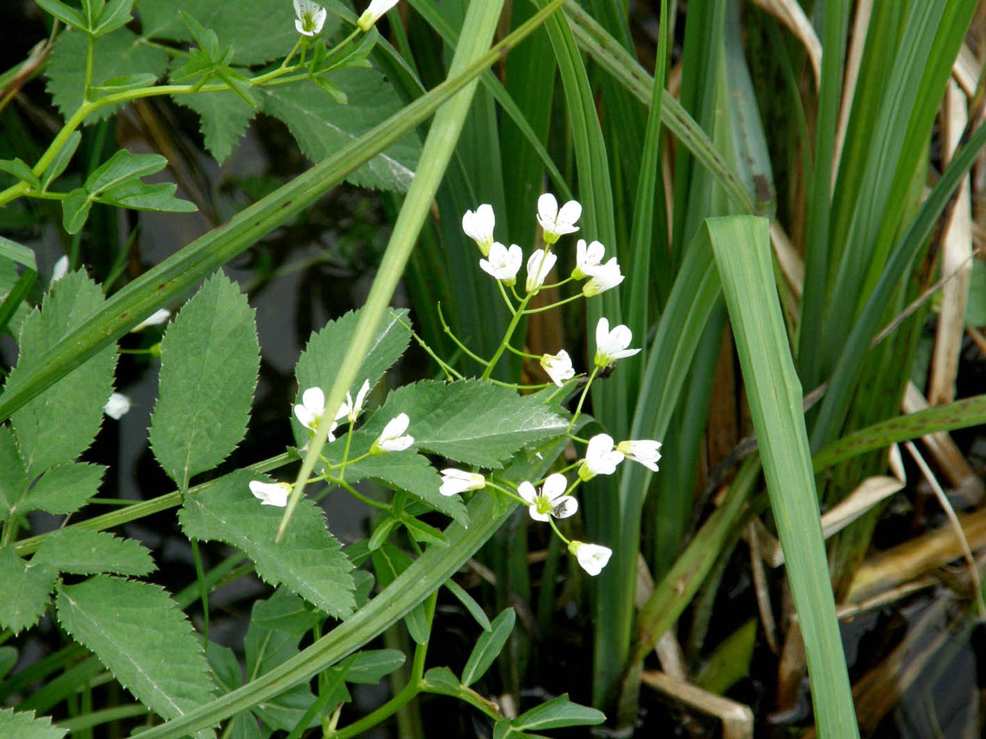 Cardamine amara