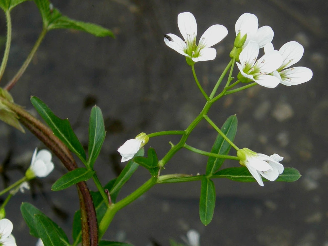 Cardamine amara