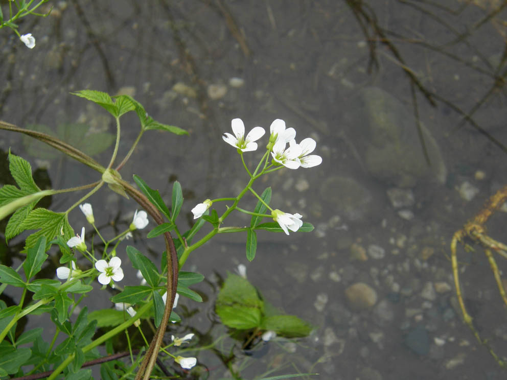 Cardamine amara