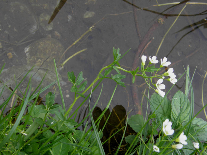 Cardamine amara