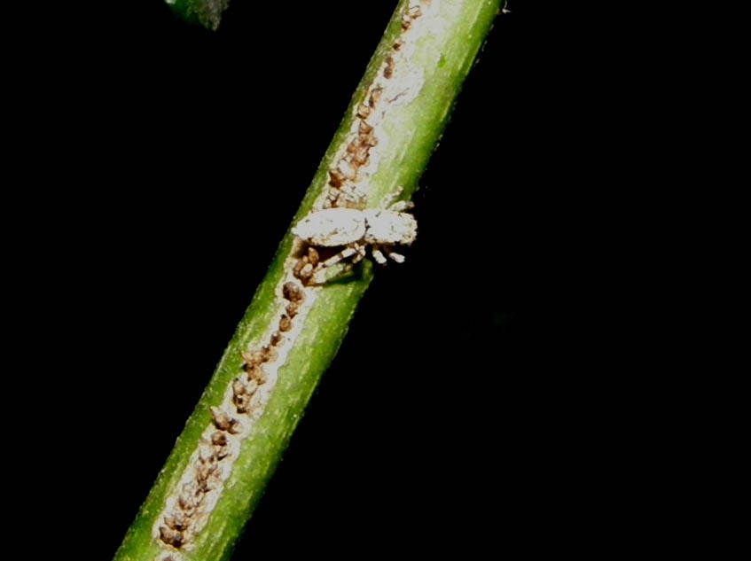 Salticidae