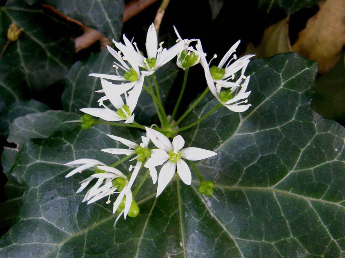 Allium sp  (Asparagales - Amarillidaceae)