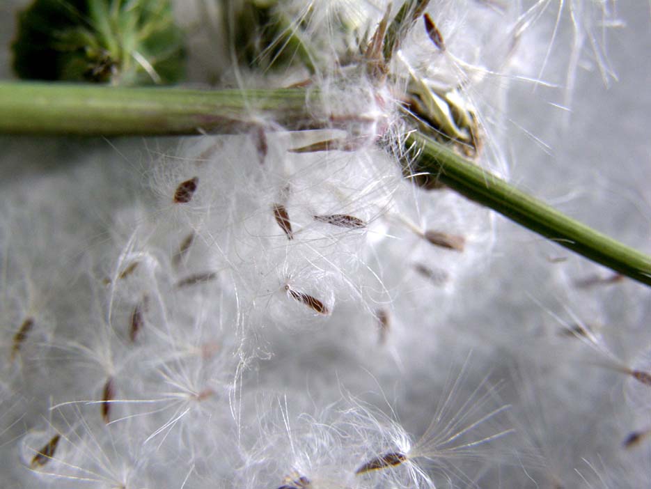 Sonchus oleraceus (con in mezzo acheni di S. asper)