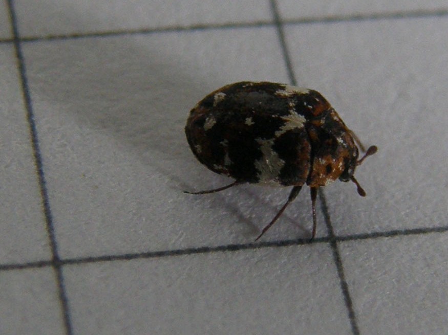 Anthrenus delicatus