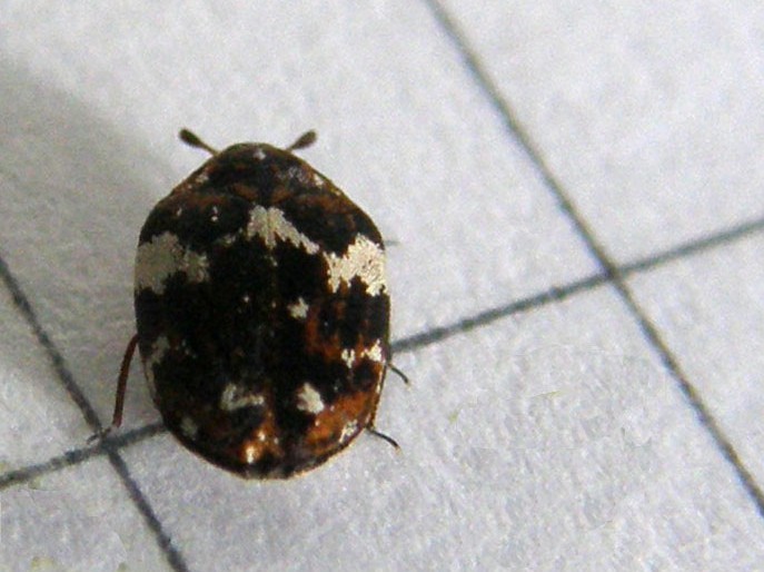 Anthrenus delicatus