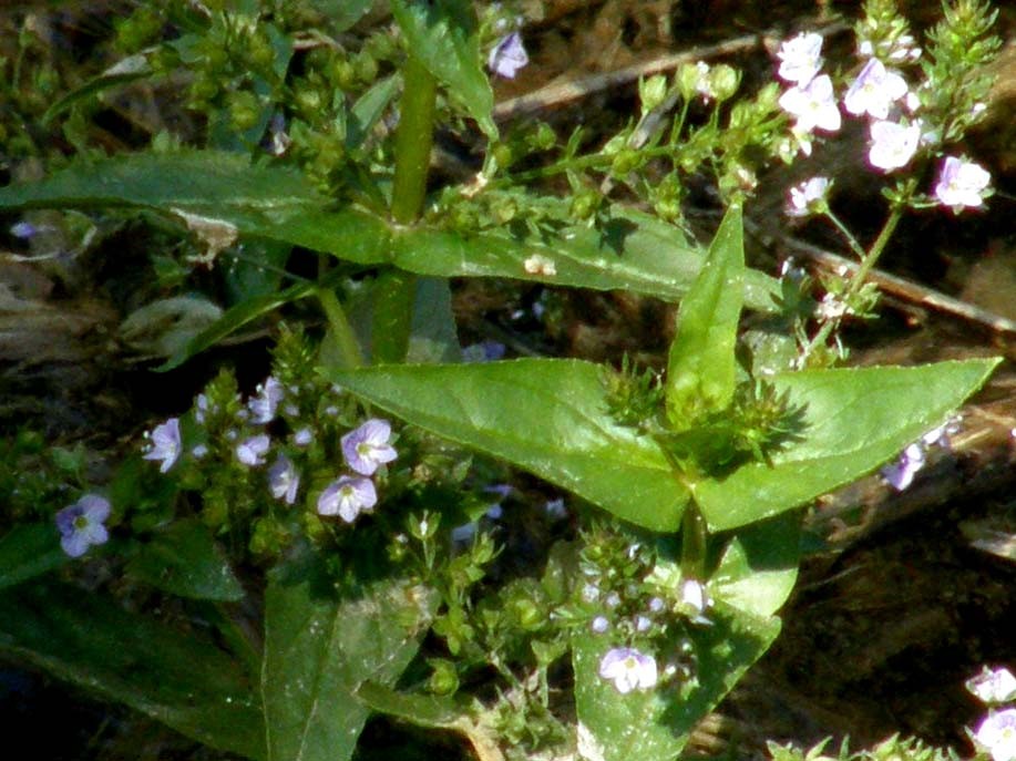 Veronica anagallis-aquatica