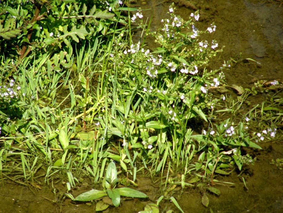 Veronica anagallis-aquatica