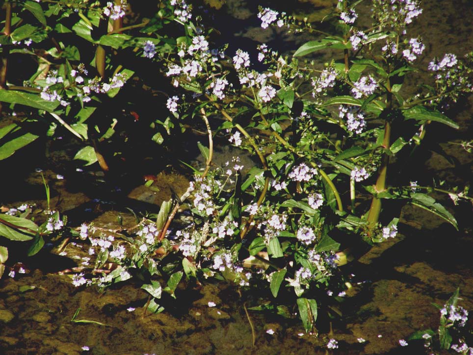 Veronica anagallis-aquatica