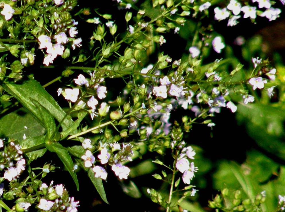 Veronica anagallis-aquatica