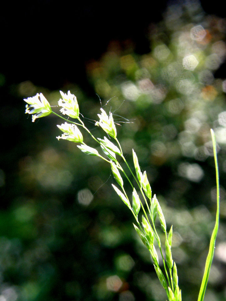 Piccola Poacea : Poa annua