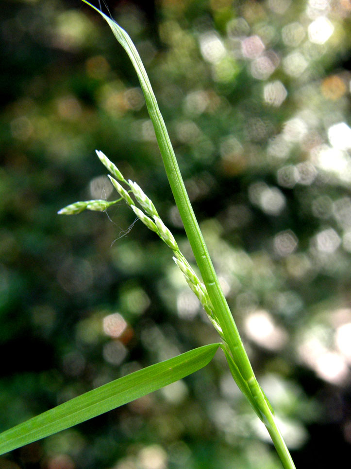 Piccola Poacea : Poa annua