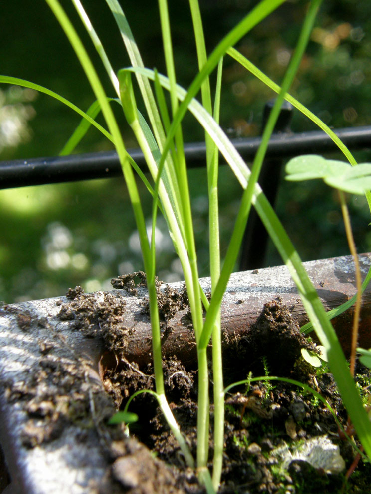 Piccola Poacea : Poa annua