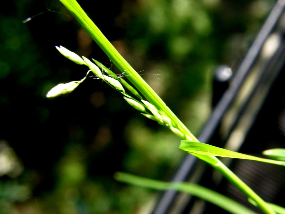 Piccola Poacea : Poa annua