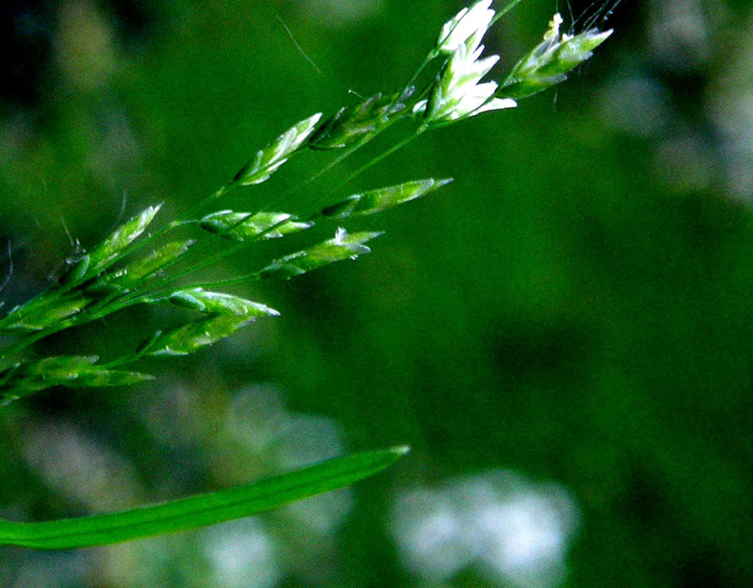 Piccola Poacea : Poa annua