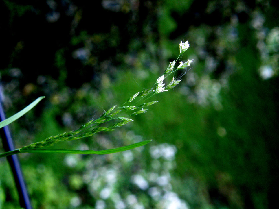 Piccola Poacea : Poa annua