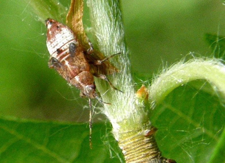 Miridae: Deraeocoris cf flavilinea (ninfa) della Lombardia