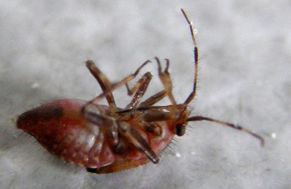 Miridae: Deraeocoris cf flavilinea (ninfa) della Lombardia