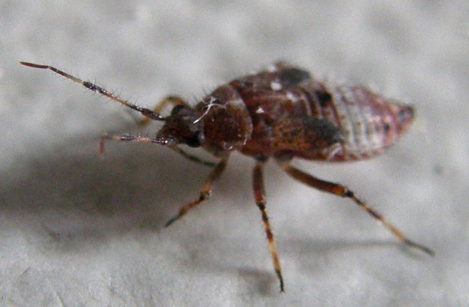 Miridae: Deraeocoris cf flavilinea (ninfa) della Lombardia