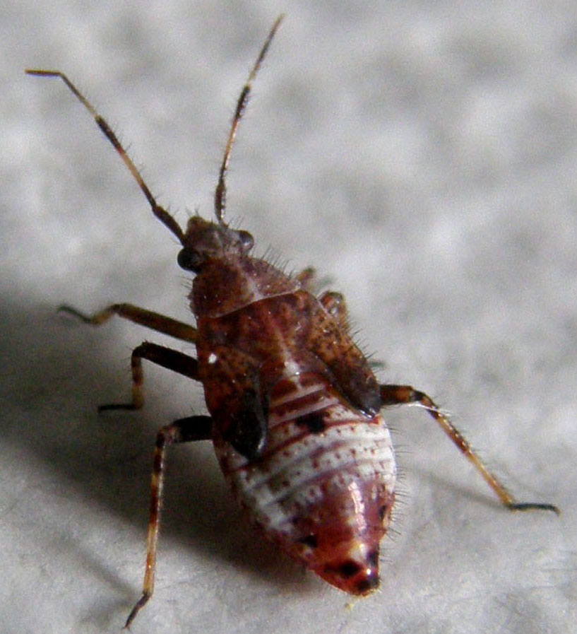 Miridae: Deraeocoris cf flavilinea (ninfa) della Lombardia