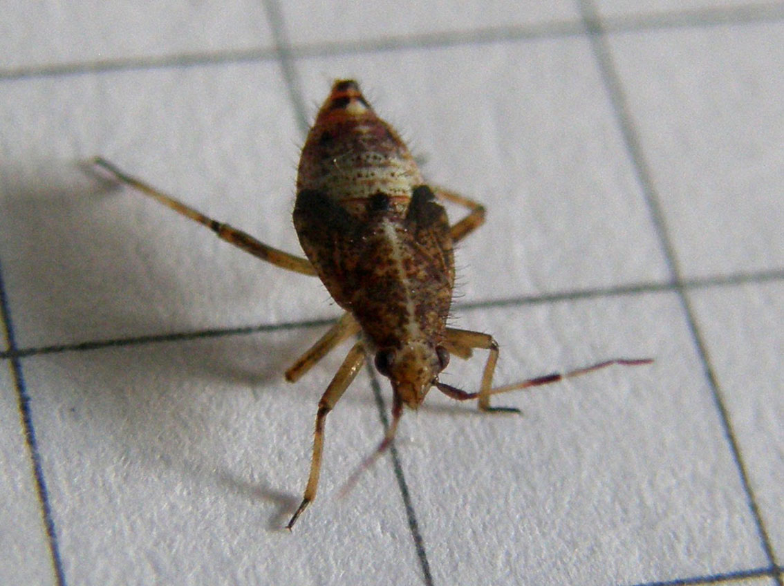 Miridae: Deraeocoris cf flavilinea (ninfa) della Lombardia