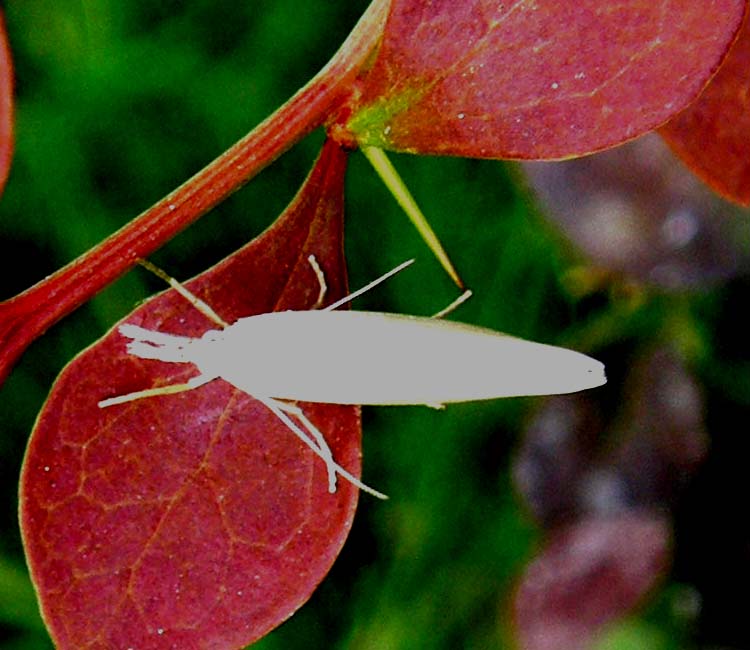 Farfallina bianchissima da identificare