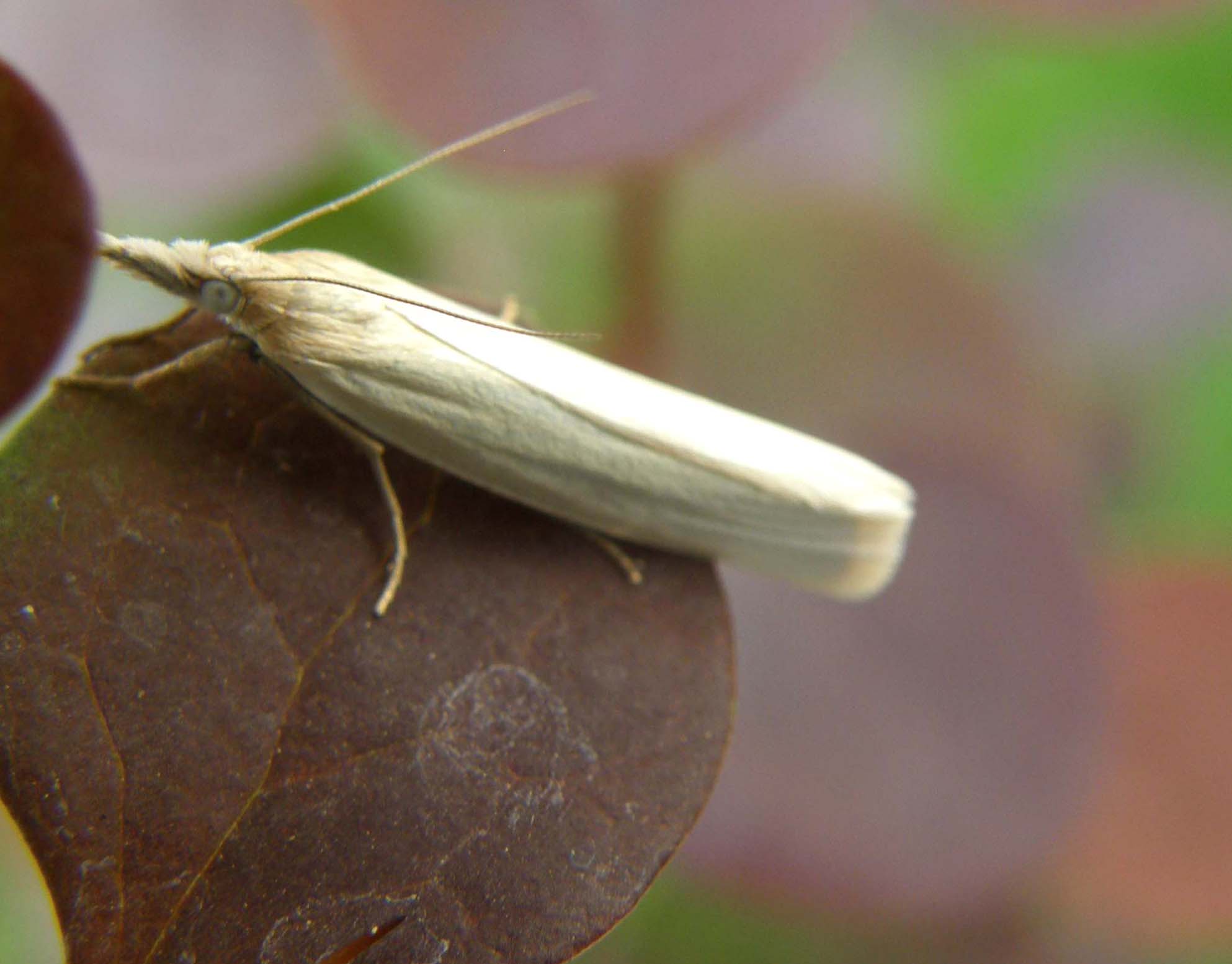 Farfallina bianchissima da identificare