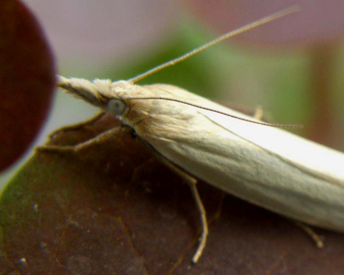 Farfallina bianchissima da identificare