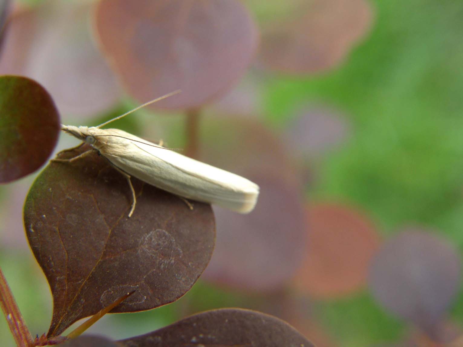 Farfallina bianchissima da identificare