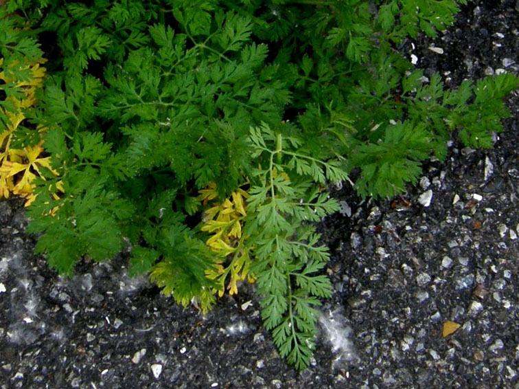 Sul bordo di un marciapiede - Daucus carota