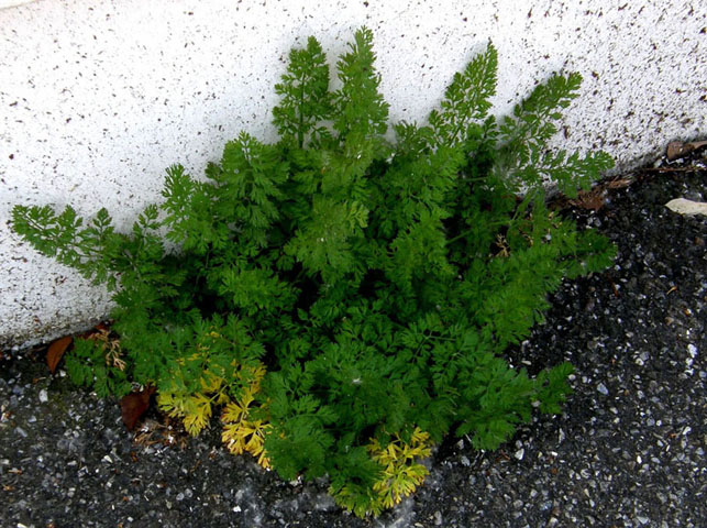 Sul bordo di un marciapiede - Daucus carota