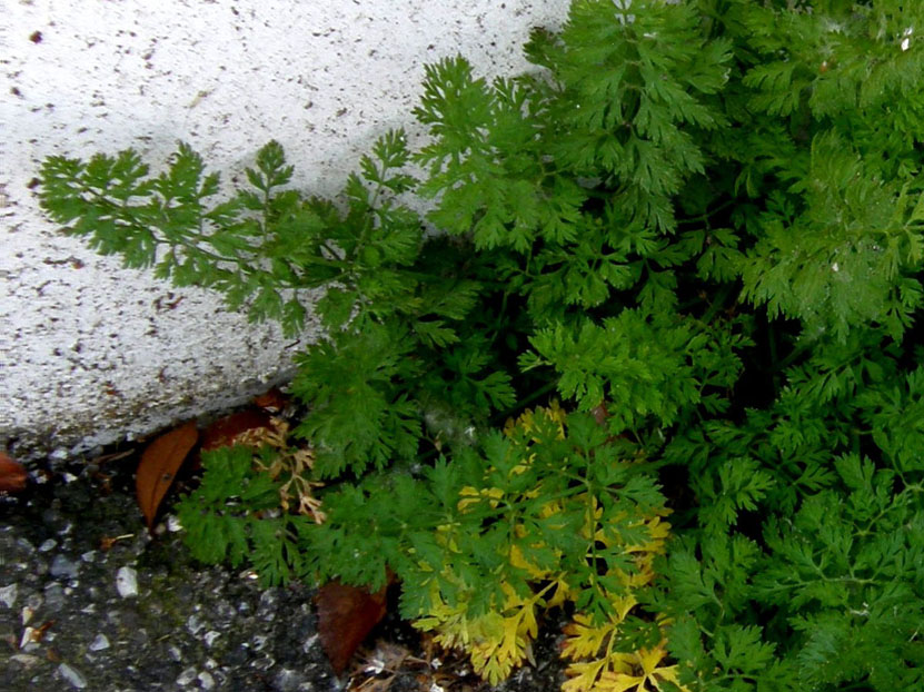 Sul bordo di un marciapiede - Daucus carota