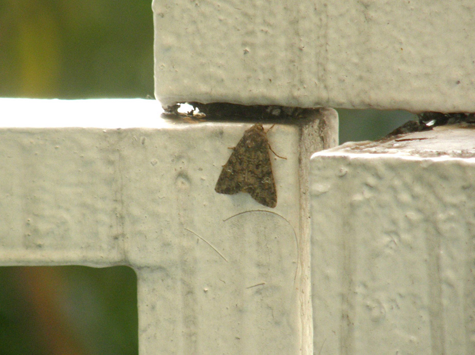 Noctuidae da identificare: Mamestra brassicae